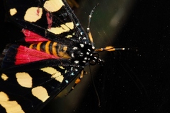 Heraclia africana