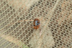 Scymnus subvillosus