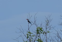 Halcyon senegaloides