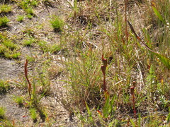 Watsonia coccinea