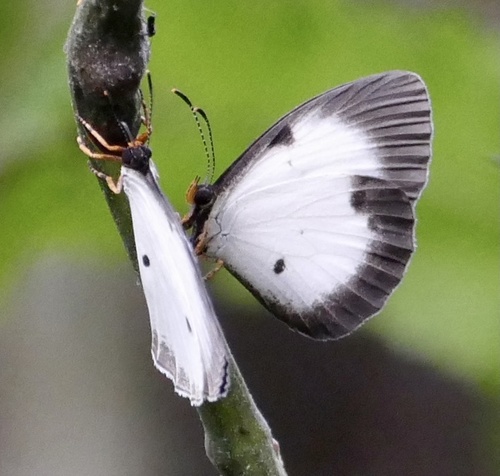 Nigerian Pierid Blue
