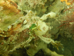 Inachus phalangium