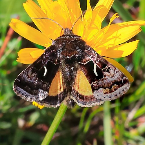 Hochenwarth's Looper Moth