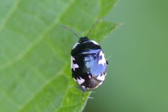 Tritomegas rotundipennis