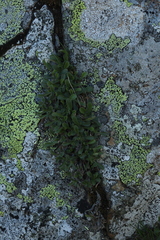 Campanula tridentata biebersteiniana
