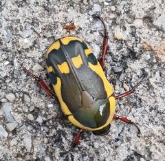 Pachnodella impressa