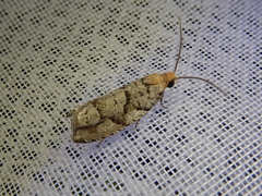 Coenobiodes granitalis