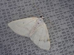 Lomographa subspersata