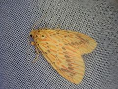 Barsine striata