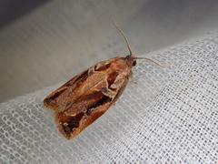Archips oporana