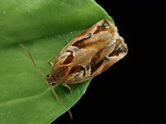 Archips oporana
