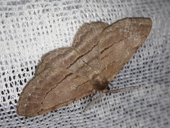 Apocleora rimosa