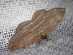 Apocleora rimosa
