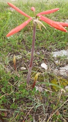 Cyrtanthus fergusoniae