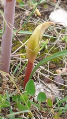Cyrtanthus fergusoniae