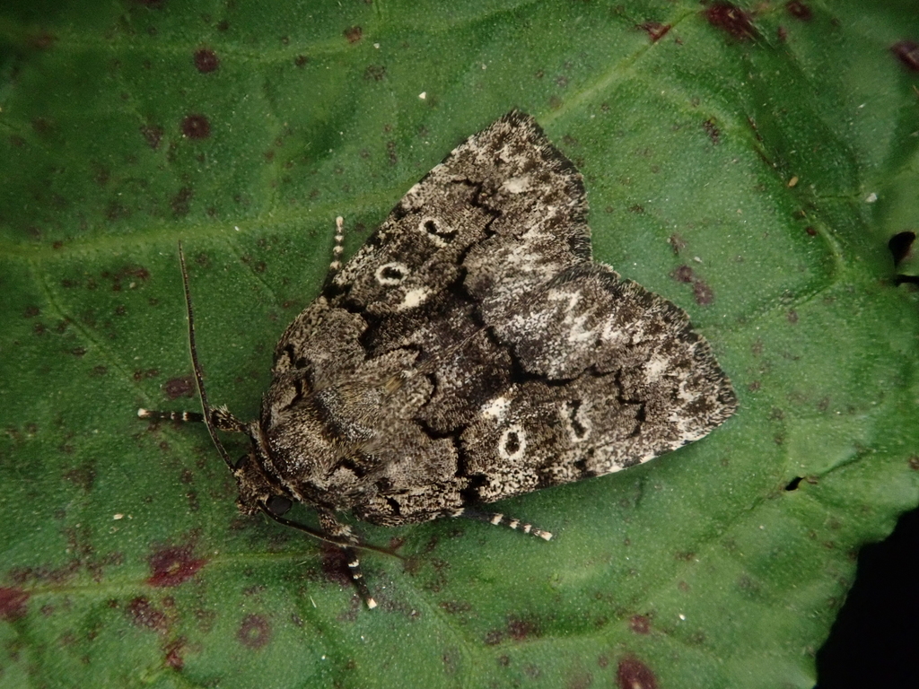 Gerbathodes angusta
