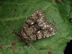 Gerbathodes angusta