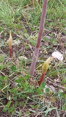 Cyrtanthus fergusoniae