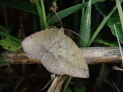Heterolocha aristonaria
