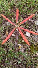 Cyrtanthus fergusoniae