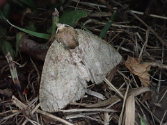 Dindica virescens
