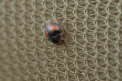 Scymnus subvillosus
