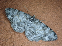 Protoboarmia faustinata