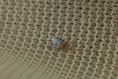 Scymnus subvillosus
