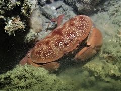 Atergatis integerrimus