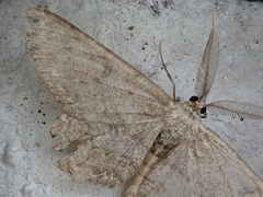 Hypomecis punctinalis conferenda