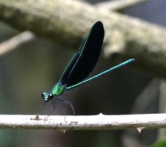Sapho ciliata