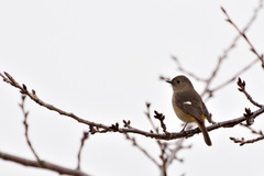 Phoenicurus auroreus