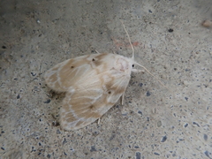 Schistophleps bipuncta