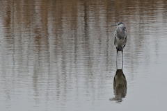Ardea cinerea