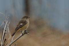 Phoenicurus auroreus