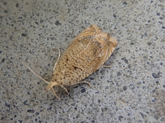 Neoanathamna nipponica