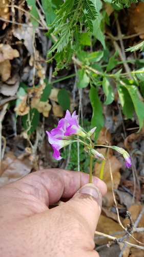 Mexican shamrock (Oxalis lasiandra)