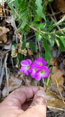 Oxalis lasiandra