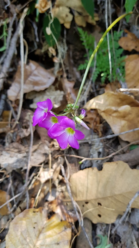 Oxalis lasiandra, photograph 2
