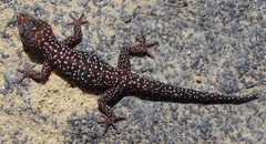 Pachydactylus maraisi