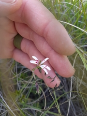 Pelargonium ranunculophyllum