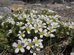 Cerastium latifolium