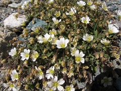 Cerastium latifolium