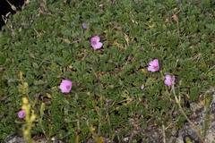 Erodium foetidum