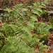 Spinulose Wood Fern - Photo (c) Kélian Gautier, some rights reserved (CC BY-NC), uploaded by Kélian Gautier