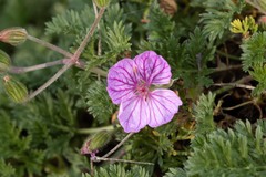 Erodium foetidum