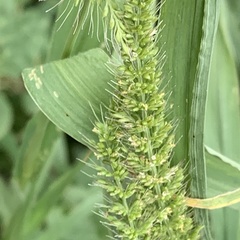 Setaria verticillata image