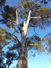 Eucalyptus diversicolor