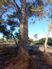 Eucalyptus diversicolor