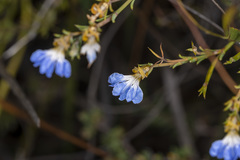 Lechenaultia heteromera
